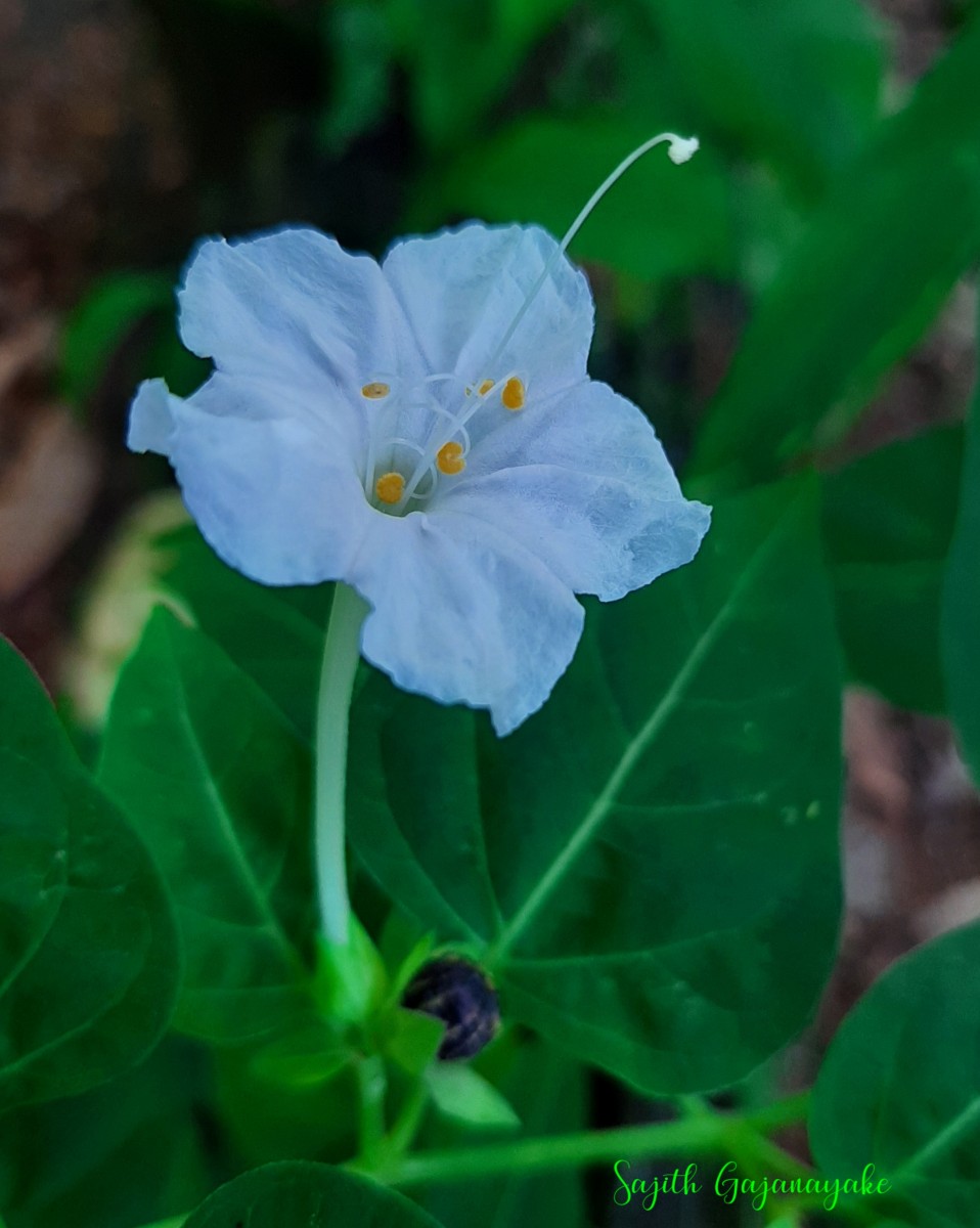 Mirabilis jalapa L.